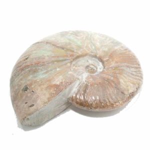Whole Ammonite 4.5x5.5in